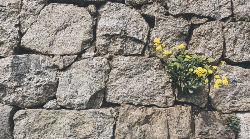 fiori che crescono in mezzo alle pietre